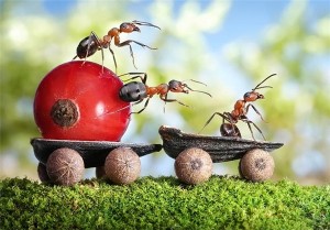 ants1 (12)