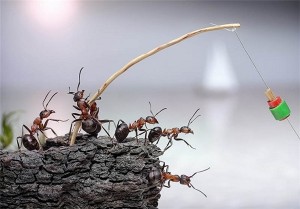 ants1 (13)