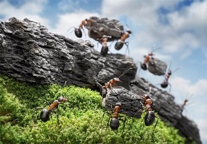 ants1 (3)