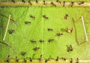 ants1 (6)