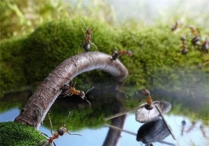 ants1 (8)