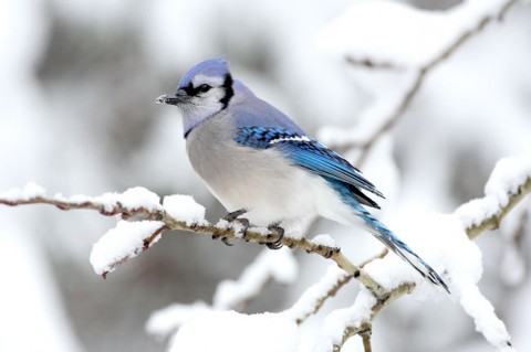 Winter_inter4 (1) تصویر زمستان