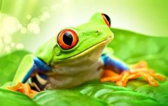 زن زرنگ و قورباغه سحرآمیز