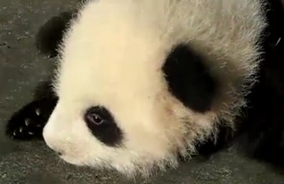 فیلم راه رفتن بچه خرس پاندا فیلم راه رفتن بچه خرس پاندا