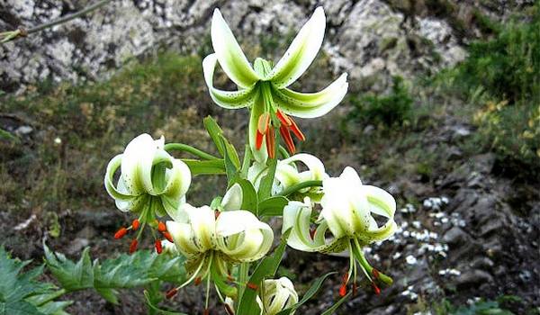 ارزشمندترین گل توریستی دنیا “سوسن چلچراغ” در لاهیجان ارزشمندترین گل توریستی دنیا “سوسن چلچراغ” در لاهیجان