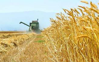 ۱.۵ میلیون تن واردات گندم انجام شده ۶.۵ مانده 8792503d