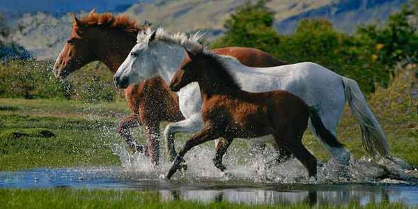 عکس هایی زیبا از اسب horse