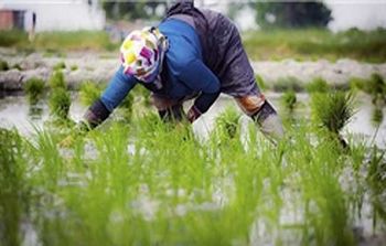 وضعیت قیمت خرید تضمینی برنج در خوزستان و نارضایتی برنجکاران 2013-09-10_123414