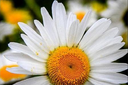 خواص بی نظیر گیاه بابونه |موارد درمان، منع و مصرف خواص بی نظیر گیاه بابونه |موارد درمان، منع و مصرف