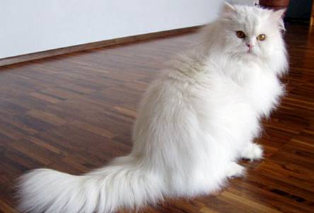 قیمت گربه پرشین ۵۰۰تا ۲ میلیون تومان/غذای ماهانه ۷۰ هزار 2013-11-01_133033