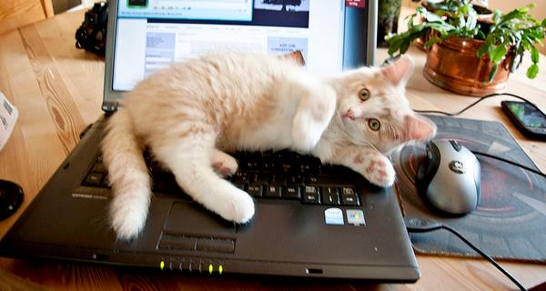 بوی بد” لپ تاپ های مدل Latitude E6430u شرکت DELL بوی بد” لپ تاپ های مدل Latitude E6430u شرکت DELL