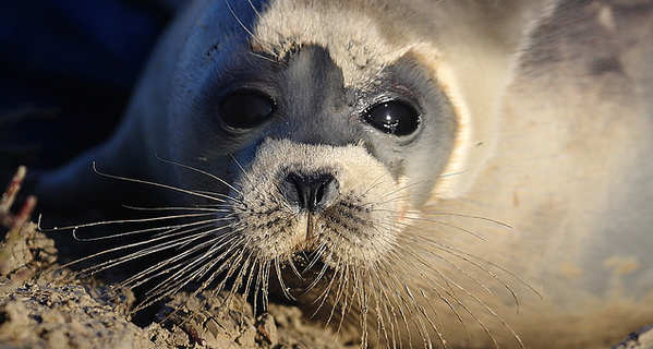 همایش بین المللی حمایت از فک دریای خزر در لاهیجان همایش بین المللی حمایت از فک دریای خزر در لاهیجان