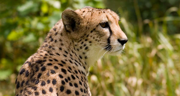 تصویر یوزپلنگ آسیایی روی پیراهن تیم ملی در جام جهانی cheeta1