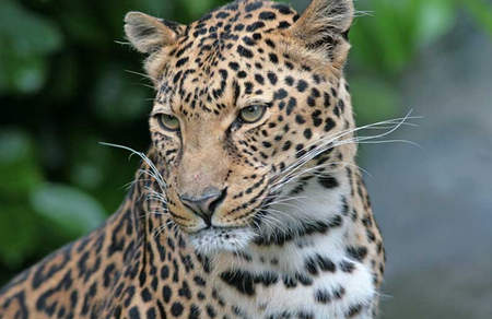چهارمین پلنگ ایرانی هم کشته شد / ۱۵ روز نحس چهارمین پلنگ ایرانی هم کشته شد / ۱۵ روز نحس