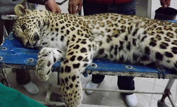 بهبودی لورا پلنگ زخمی سزار / انتقال از تهران به لرستان بهبودی لورا پلنگ زخمی سزار / انتقال از تهران به لرستان