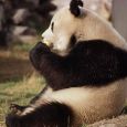 وقتی پاندای مادر از دست بچش عاصی میشه + عکس وقتی پاندای مادر از دست بچش عاصی میشه + عکس