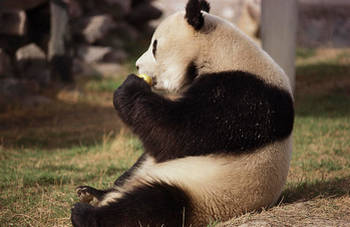 وقتی پاندای مادر از دست بچش عاصی میشه + عکس وقتی پاندای مادر از دست بچش عاصی میشه + عکس