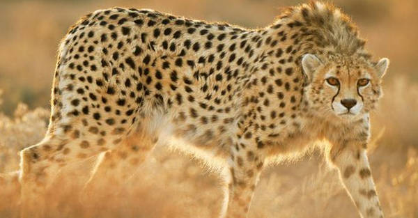 مدیرکل فیفا لباس تیمملی فوتبال ایران با طرح یوزپلنگ را پذیرفت مدیرکل فیفا لباس تیمملی فوتبال ایران با طرح یوزپلنگ را پذیرفت