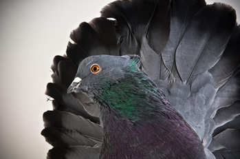 زیباترین کبوترها از نژادهای مختلف + عکس زیباترین کبوترها از نژادهای مختلف + عکس