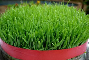 روش درست کردن سبزه نوروز / سبز کردن گندم روش درست کردن سبزه نوروز / سبز کردن گندم