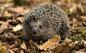 جوجه تیغی ۲متری لندنی ها را شوکه کرد! + عکس جوجه تیغی ۲متری لندنی ها را شوکه کرد! + عکس