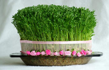 آموزش طرز تهیه « سبزه سال نو » آموزش طرز تهیه « سبزه سال نو »