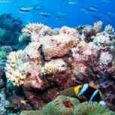پیشگیری از ایدز با مرجان های استرالیایی پیشگیری از ایدز با مرجان های استرالیایی
