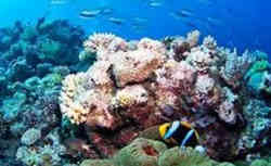 پیشگیری از ایدز با مرجان های استرالیایی 2014-05-02_011628