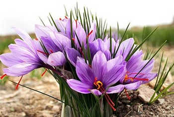 زعفران ۷ درصد ارزان شد 2014-05-06_023408