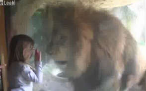 کلیپ بوسه دختر بچه به شیرباغ وحش !! کلیپ بوسه دختر بچه به شیرباغ وحش !!