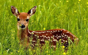 مشاهده گونه کمیاب آهو در استان مرکزی گونه آهو