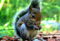 ۱میلیون و ۱۳۰ هزار هکتار جنگل بلوط در زاگرس خشک شد جنگل بلوط