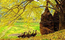 گیلان در سه روز آینده بارانی با احتمال رعد و برق هواشناسی گیلان