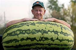 مشخصات هندوانه خوب / بیش از حد قرمز نباشد .. هندوانه