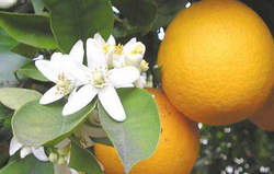 عرق بهار نارنج ” آرام بخش طبیعی خواب Citrus aurantium عرق بهار نارنج