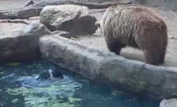 فیلم / خرسی که جوجه کلاغ را نجات می دهد! 2014-08-14_191143