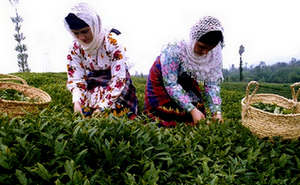 خواص ضد سرطانی بی نظیر چای سبز” / برترین نوشیدنی چای لاهیجان