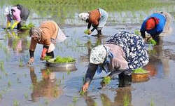 خرید توافقی برنج از شالیکاران شمال کشور شالیکاری در گیلان ، برنج