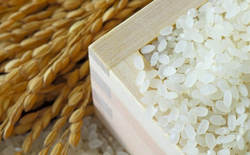 قیمت انواع برنج ایرانی موجود در بازار + جدول قیمت انواع برنج ایرانی