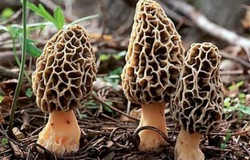 دانشگاه واشنگتن: تولید سوخت جت با استفاده از قارچ 2015-05-15_212420