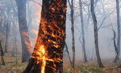 آتش سوزی جنگل در مازندران / تخریب حدود ۱۰۰ هکتار 2015-06-02_185018