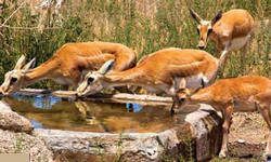 شکارچی ۱۱ آهوی ماده دستگیر و به ۳ سال حبس محکوم شد 2015-08-06_005808