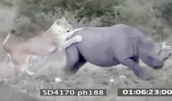 فیلم / رقابت دیدنی کرگدن با شیر نر و ماده 2015-08-23_021118