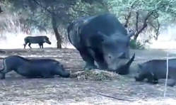 فیلم / کرگدن عصبانی و پرتاب گراز ۱۵۰ کیلویی به هوا 2015-08-23_023759