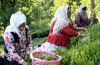 بهبود وضعیت چای / پایان برداشت تابستانه برگ سبز چای بهبود وضعیت چای / پایان برداشت تابستانه برگ سبز چای