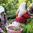 بهبود وضعیت چای / پایان برداشت تابستانه برگ سبز چای بهبود وضعیت چای / پایان برداشت تابستانه برگ سبز چای