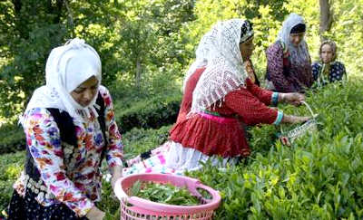 بهبود وضعیت چای / پایان برداشت تابستانه برگ سبز چای برداشت و فروش چای در لاهیجان