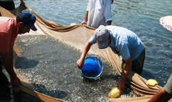 رهاسازی ۳ میلیون بچه ماهی در تالاب صومعه سرا رها سازی 3 میلیون بچه ماهی در صومعه سرا
