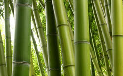 ثبت جهانی بامبو لاهیجان / لزوم رونق این صنعت در لاهیجان ثبت جهانی بامبو لاهیجان / لزوم رونق این صنعت در لاهیجان