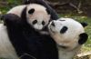 پاندای ناراحت چه عکس العملی دارد؟ + عکس پاندای ناراحت چه عکس العملی دارد؟ + عکس